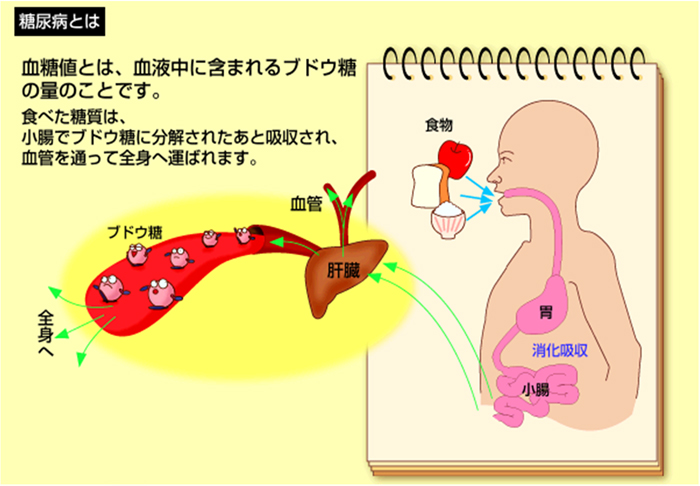 血糖値とは、血液中に含まれるブドウ糖の量のことです。食べた糖質は、小腸でブドウ糖に分解されたあと吸収され、血管を通って全身へ運ばれます。