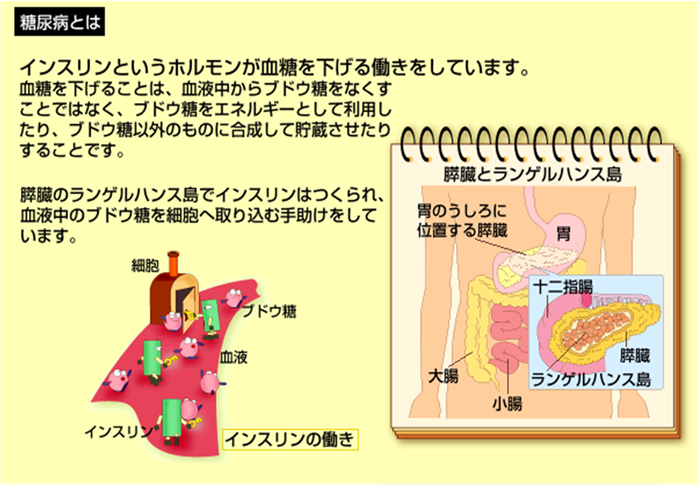 インスリンというホルモンが血糖を下げる働きをしています。血糖を下げることは、血液中からブドウ糖をなくすことではなく、ブドウ糖をエネルギーとして利用したり、ブドウ糖以外のものに合成して貯蔵させたりすることです。膵臓のランゲルハンス島でインスリンはつくられ、血液中のブドウ糖を細胞へ取り込む手助けをしています。